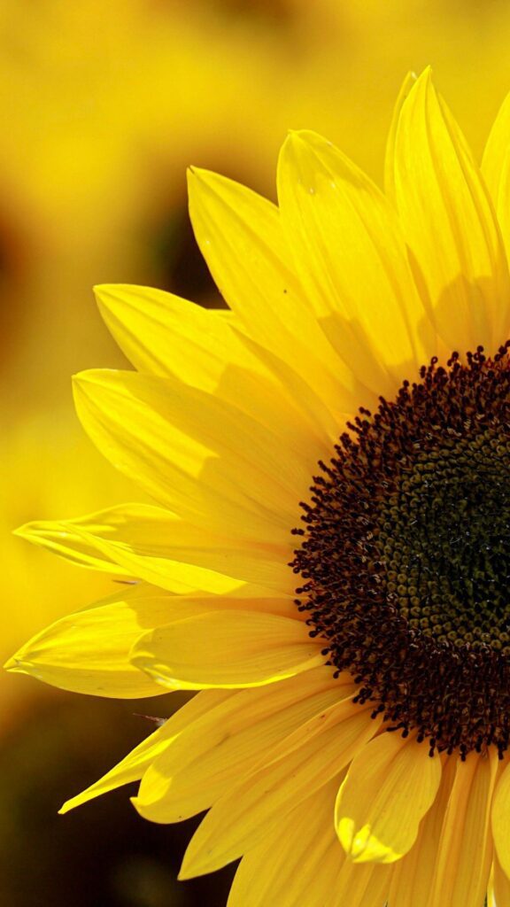 Aesthetic Close-up Sunflower Wallpaper