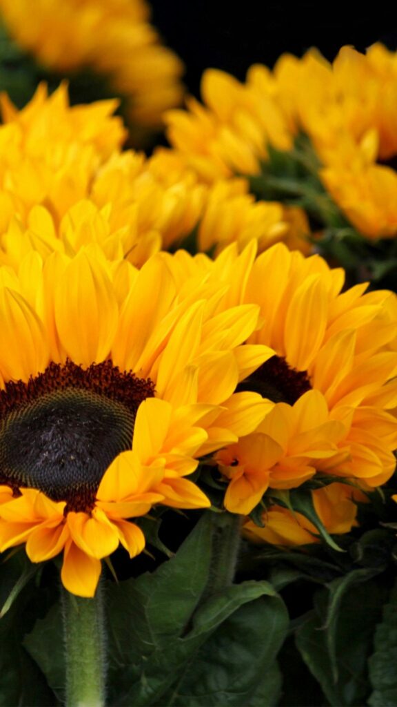 Aesthetic Golden Sunflowers Wallpaper