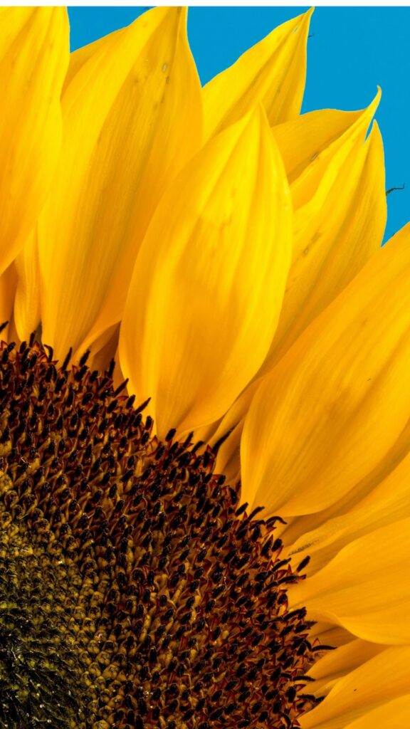 Aesthetic Sunflower Close-up Wallpaper