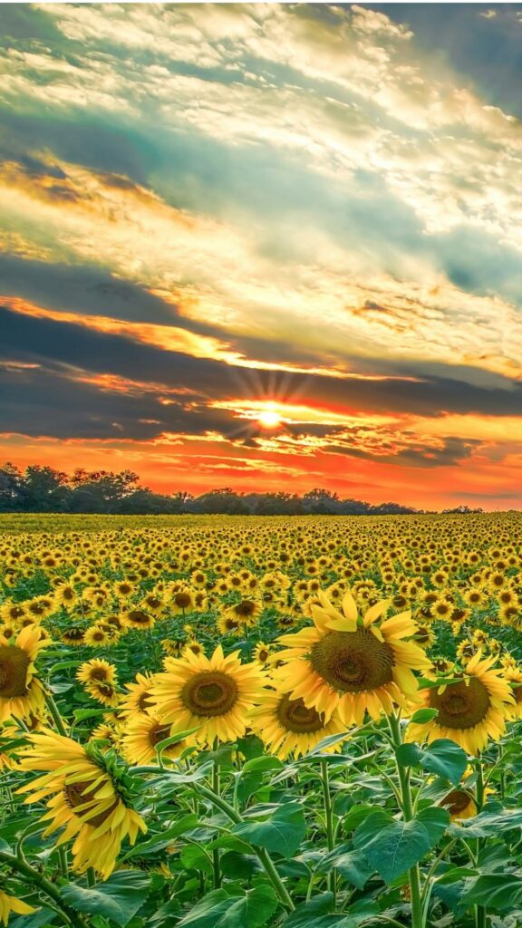 Aesthetic Sunflower Sunrise Wallpaper