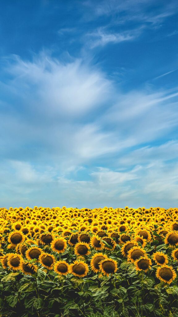 Aesthetic Sunflowers and Sky Wallpaper