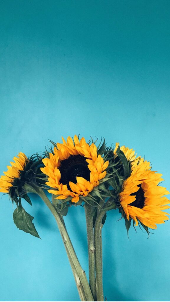 Aesthetic Sunflowers on a Blue Background Wallpaper