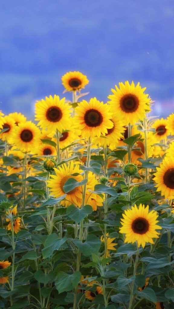 Dreamy Aesthetic Sunflower Wallpaper