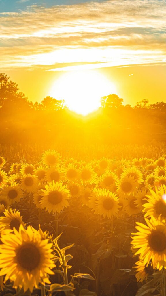 Pretty Sunflower Sunset Wallpaper