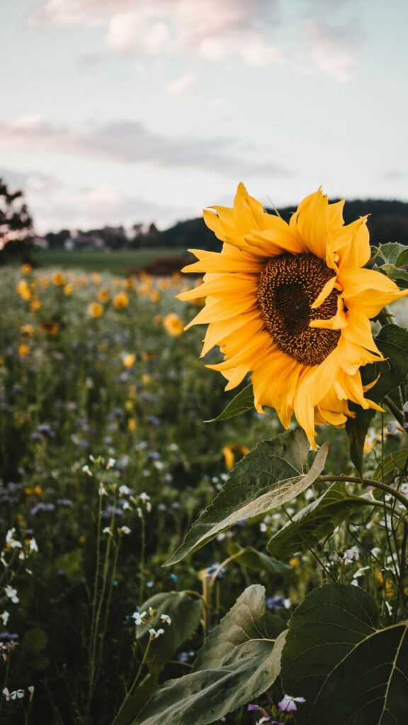 Pretty Sunflower Wallpaper Background