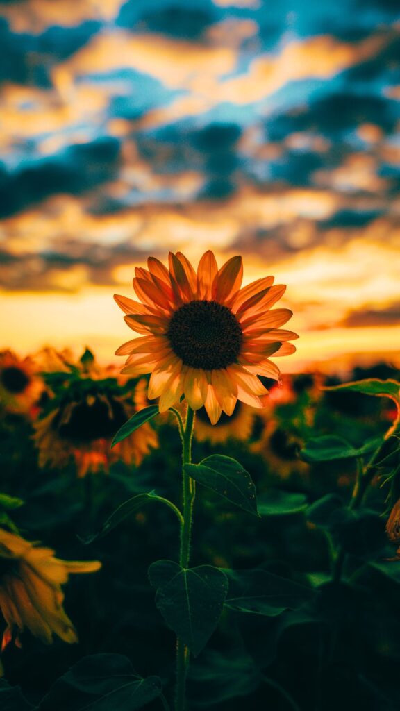 Sunset Sunflower Background Aesthetic