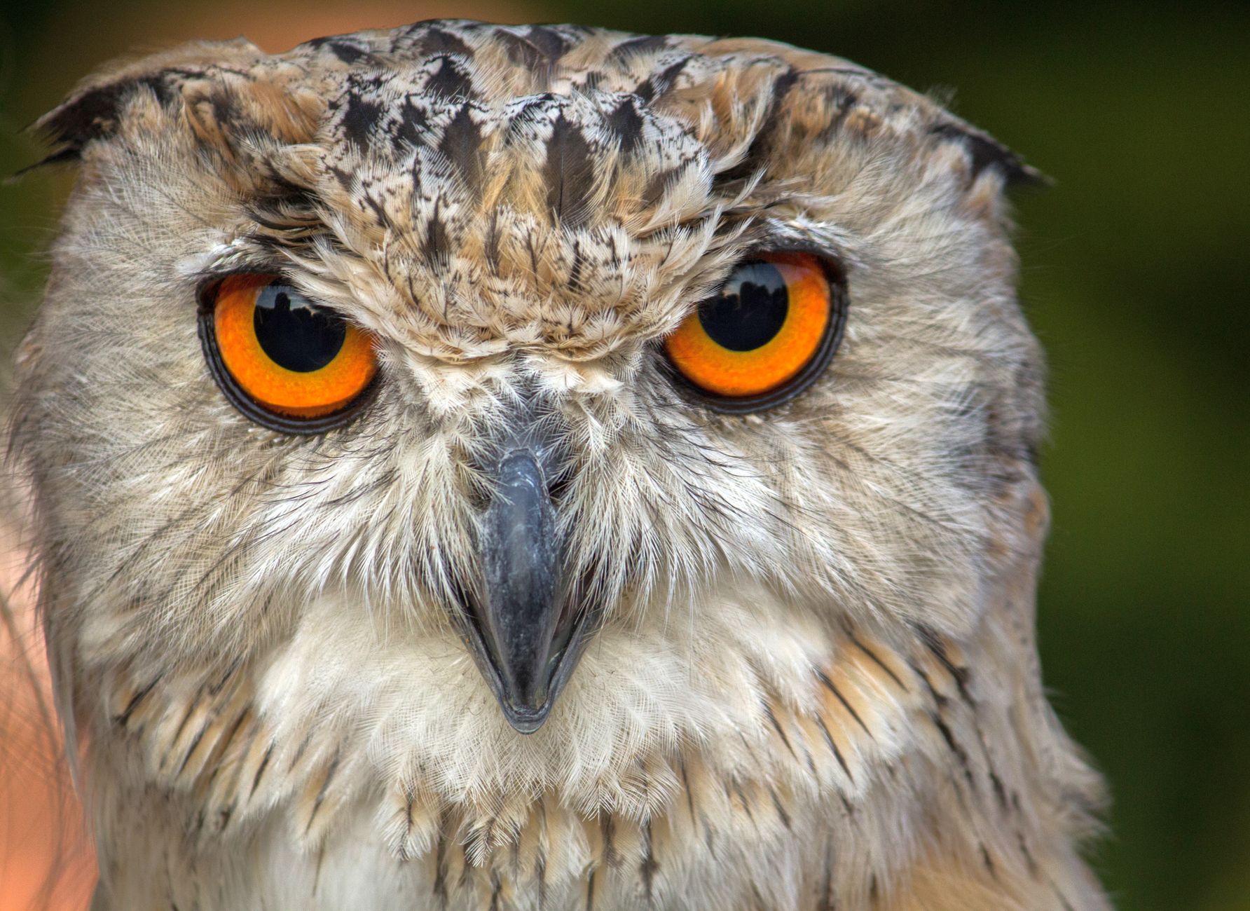 Close-up shot of a Eurasian Eagle Owl displaying its piercing orange eyes and intricate feather patterns.