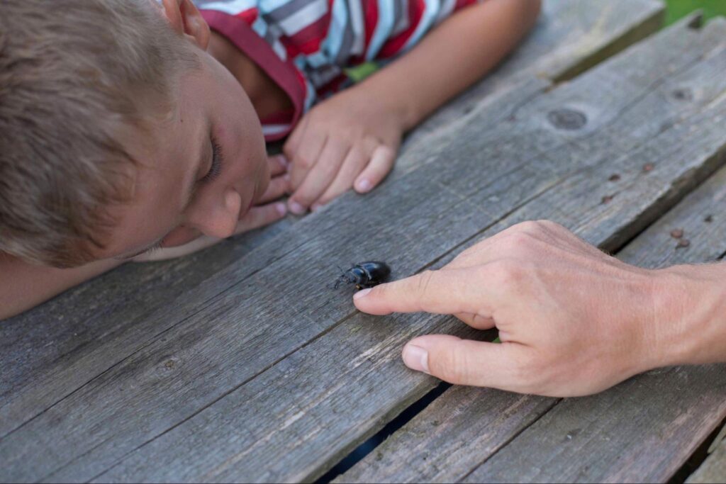 Child and adult looking closely at a small beetle on a picnic table