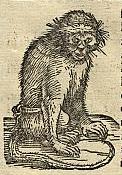 Münster on India These leaves from Book V of one of the earliest editions of Cosmographia (the Latin edition from the Basel printing house…