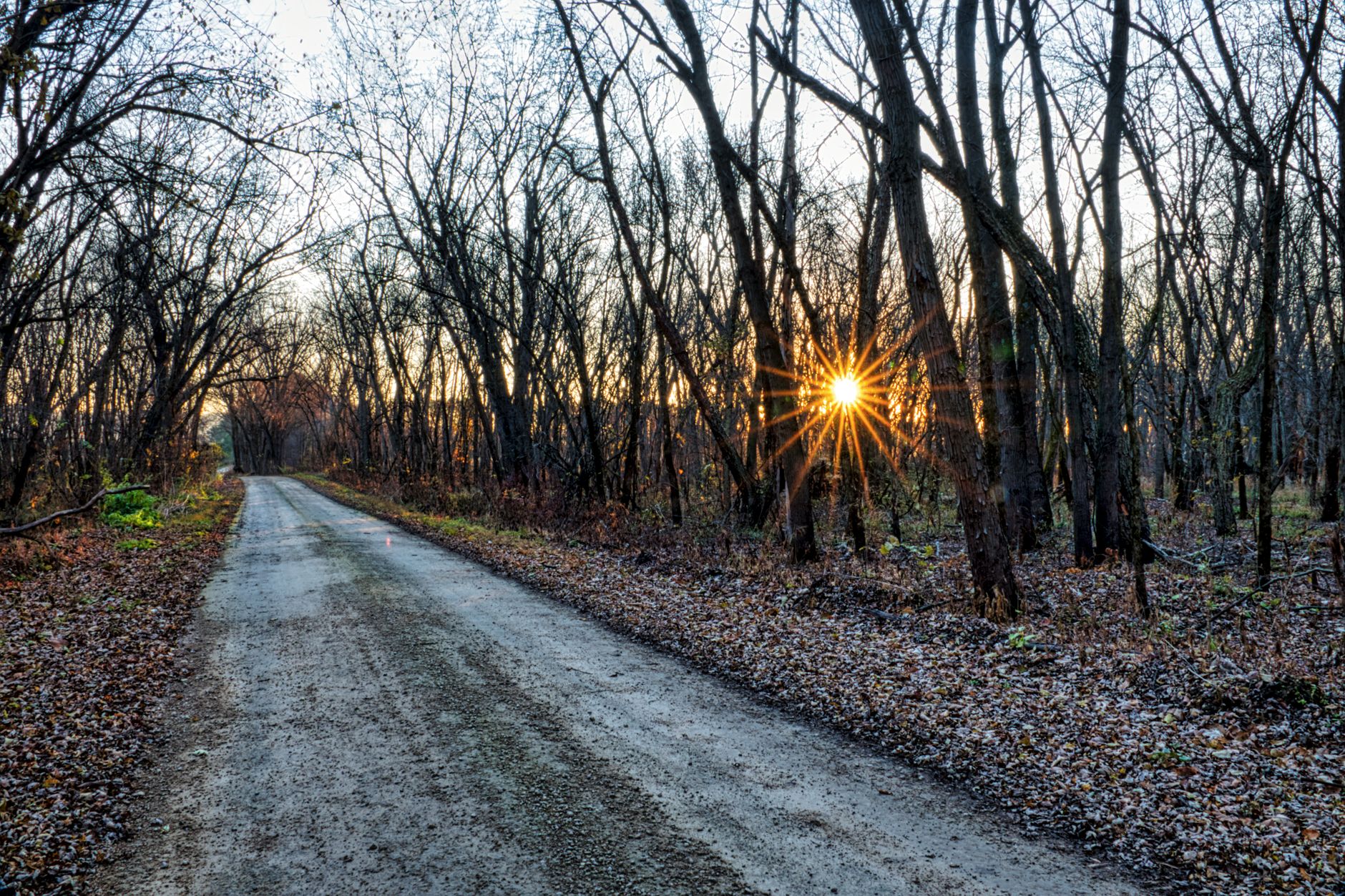 A sunrise over an empty wooded path